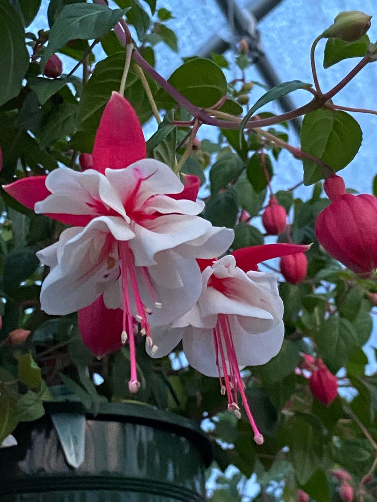 FUCHSIA, SWINGTIME