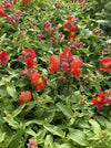 SNAPDRAGON, CANDY SHOWERS ORANGE