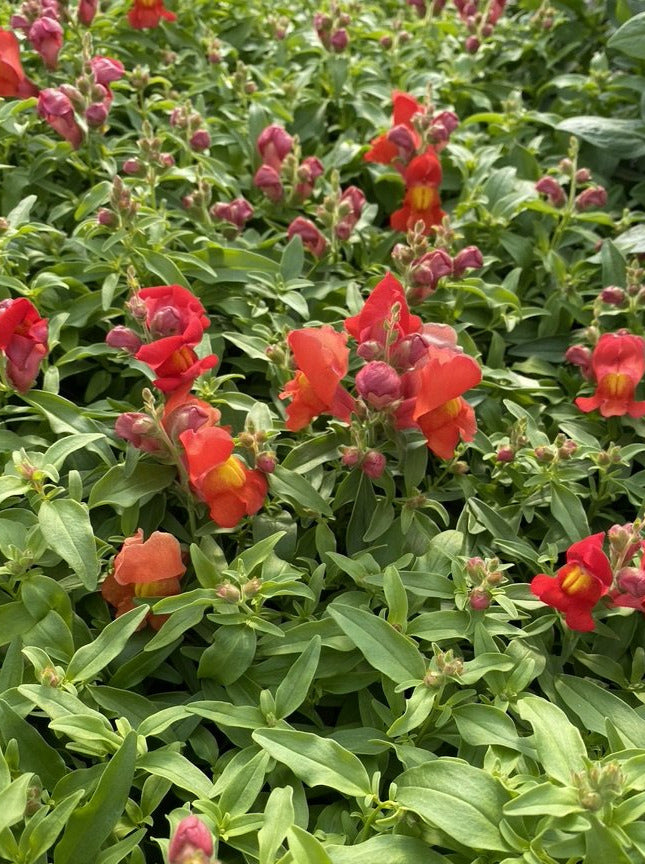 SNAPDRAGON, CANDY SHOWERS ORANGE