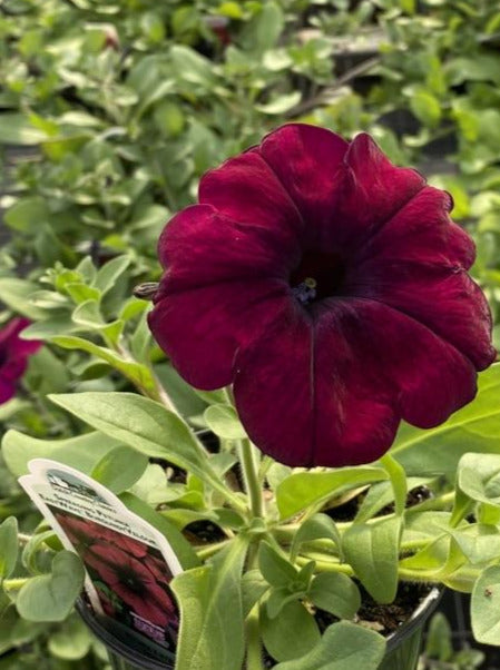 PETUNIA, EASY WAVE VELOUR BURGUNDY