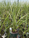 DRACAENA, SPIKES