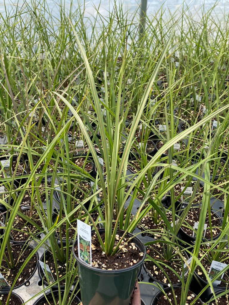 DRACAENA, SPIKES