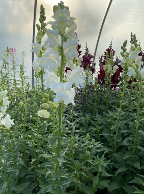 SNAPDRAGON, ROCKET WHITE