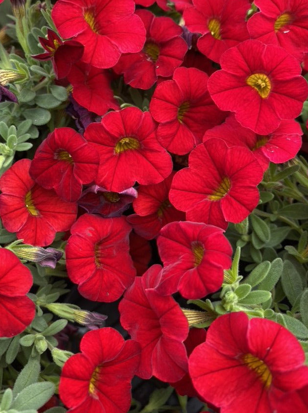 CALIBRACHOA, MF NEO VAMPIRE