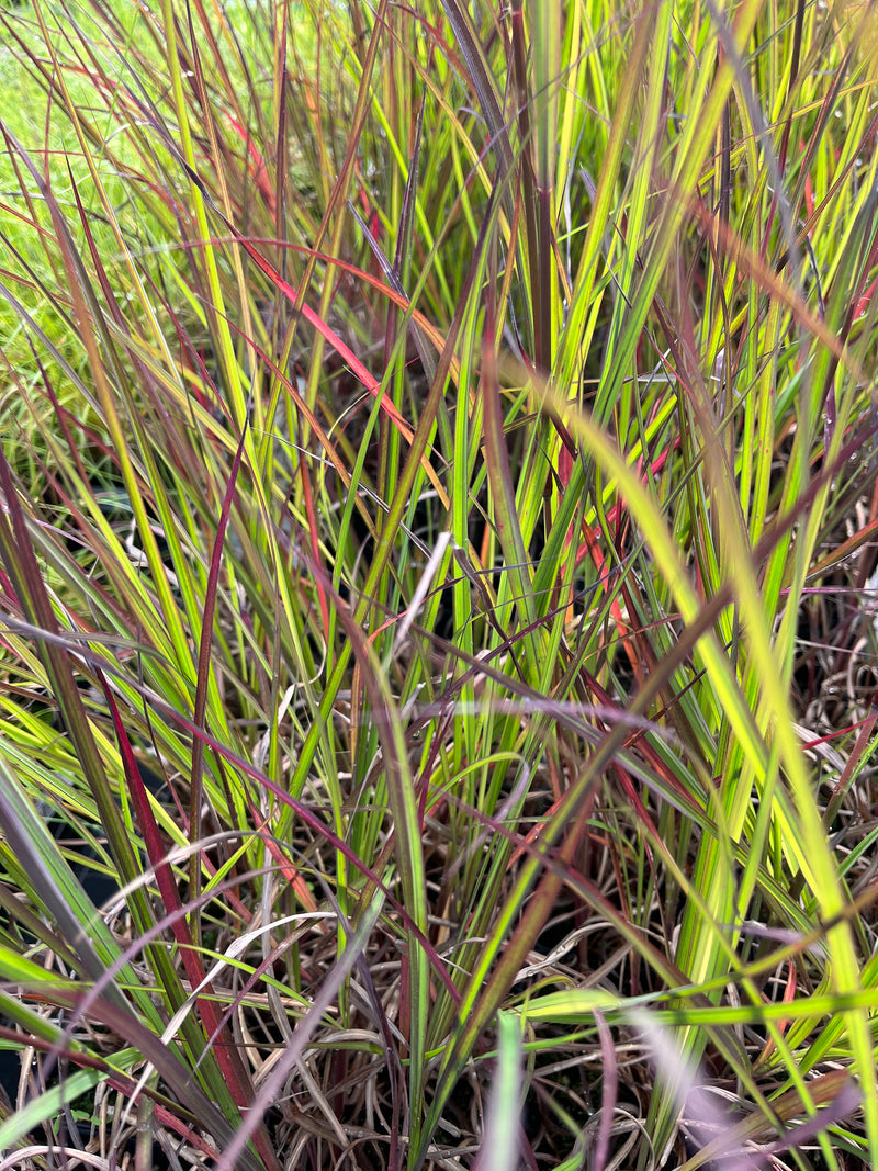 ANDROPOGON, BLACKHAWKS