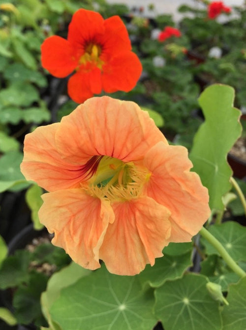 NASTURTIUM, JEWEL MIX