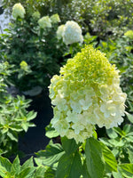 HYDRANGEA, PW® LIMELIGHT