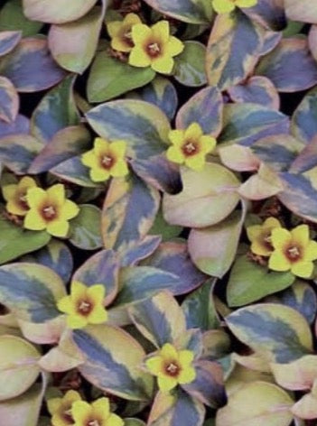 LYSIMACHIA, VARIEGATED (CREEPING JENNY)