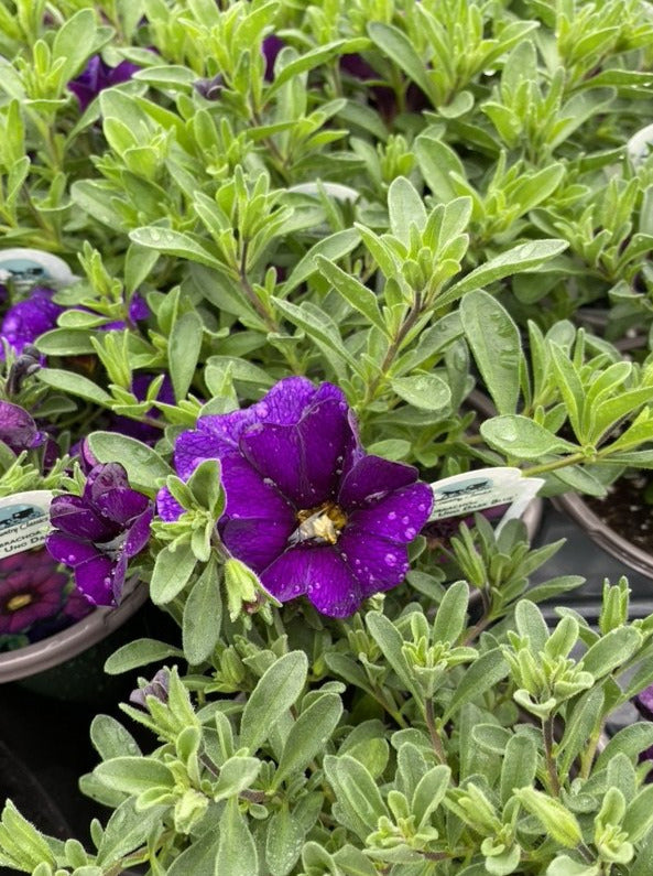 CALIBRACHOA, MF UNO DARK BLUE