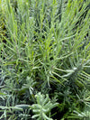 LAVENDER, SENSATIONAL