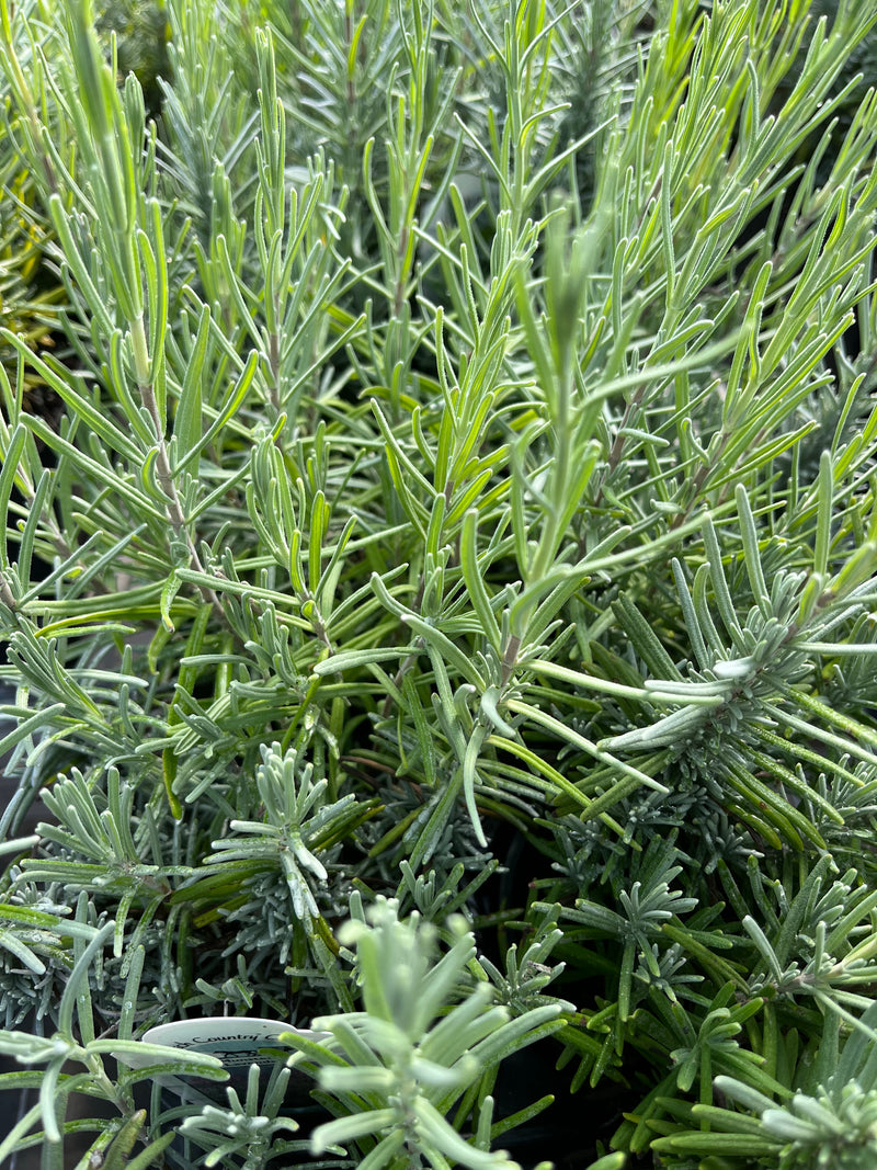 LAVENDER, SENSATIONAL