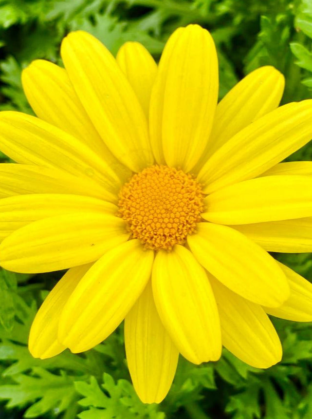 ARGYRANTHEMUM, BEAUTY YELLOW