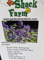 NEPETA, JUNIOR WALKER (CATMINT)