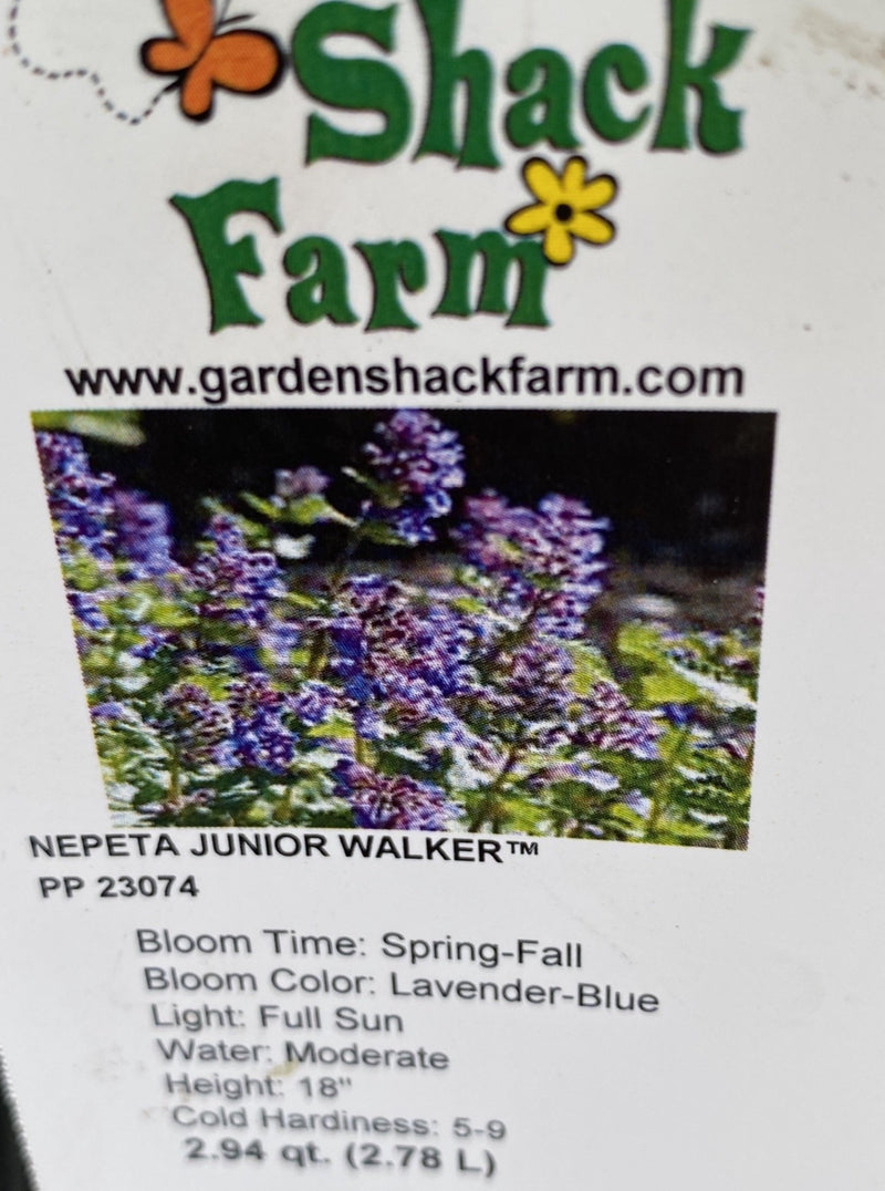 NEPETA, JUNIOR WALKER (CATMINT)
