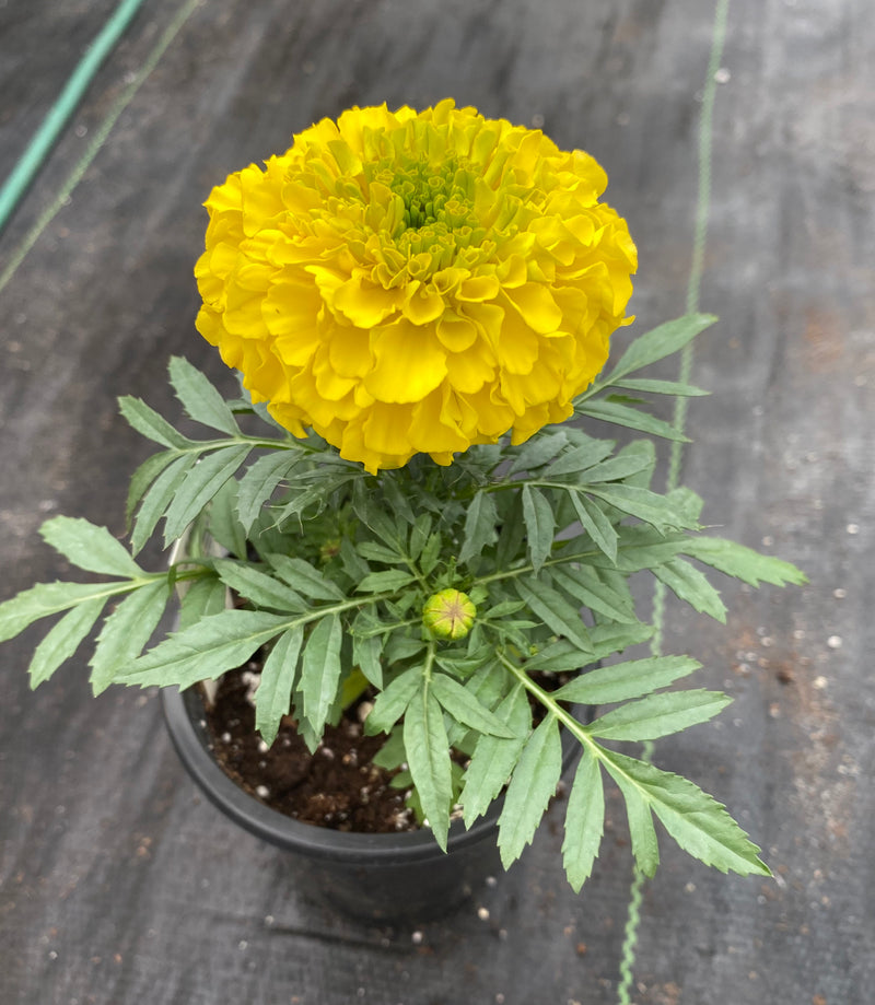 MARIGOLD, ANTIGUA YELLOW