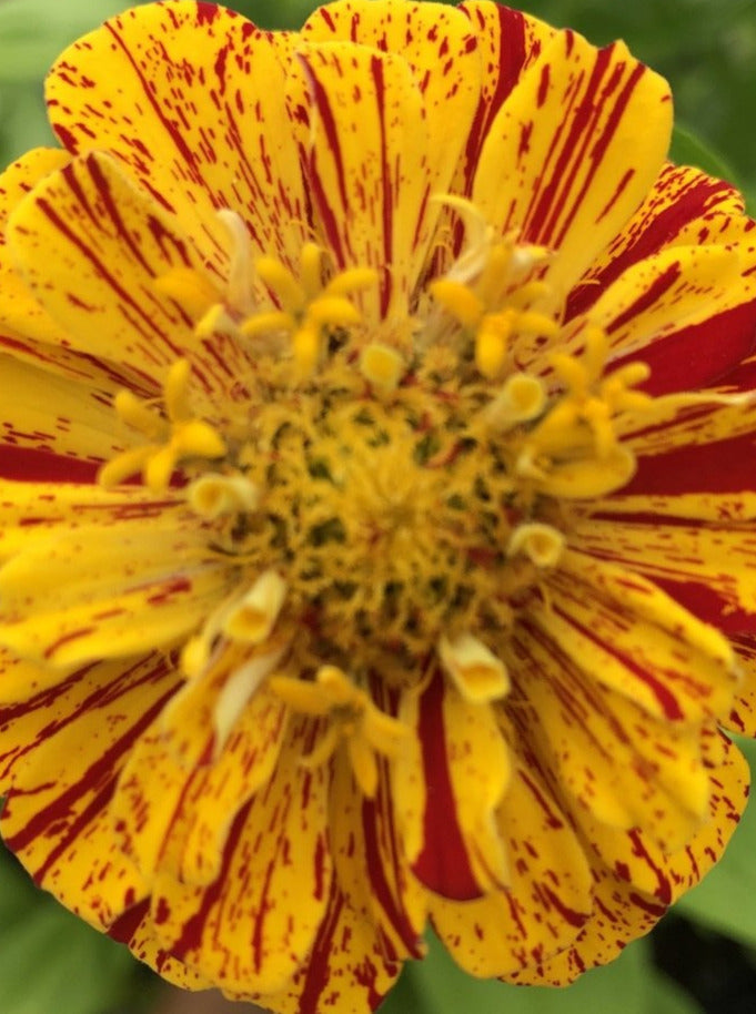 ZINNIA, PEPPERMINT STICK MIX