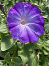 PETUNIA, MERLIN BLUE MORN