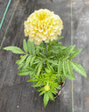 MARIGOLD, VANILLA