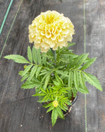 MARIGOLD, VANILLA