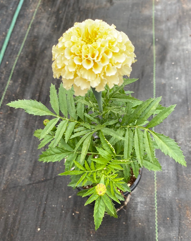 MARIGOLD, VANILLA