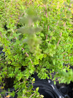 THYME, ENGLISH