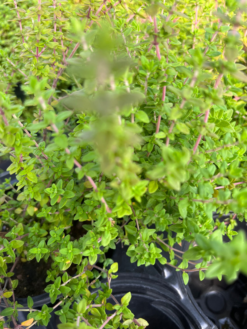 THYME, ENGLISH