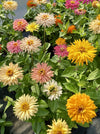 ZINNIA, CACTUS FLOWERED MIX