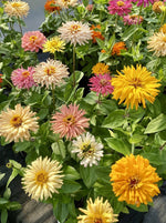 ZINNIA, CACTUS FLOWERED MIX
