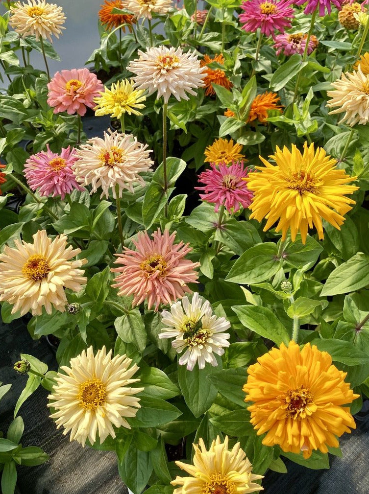 ZINNIA, CACTUS FLOWERED MIX