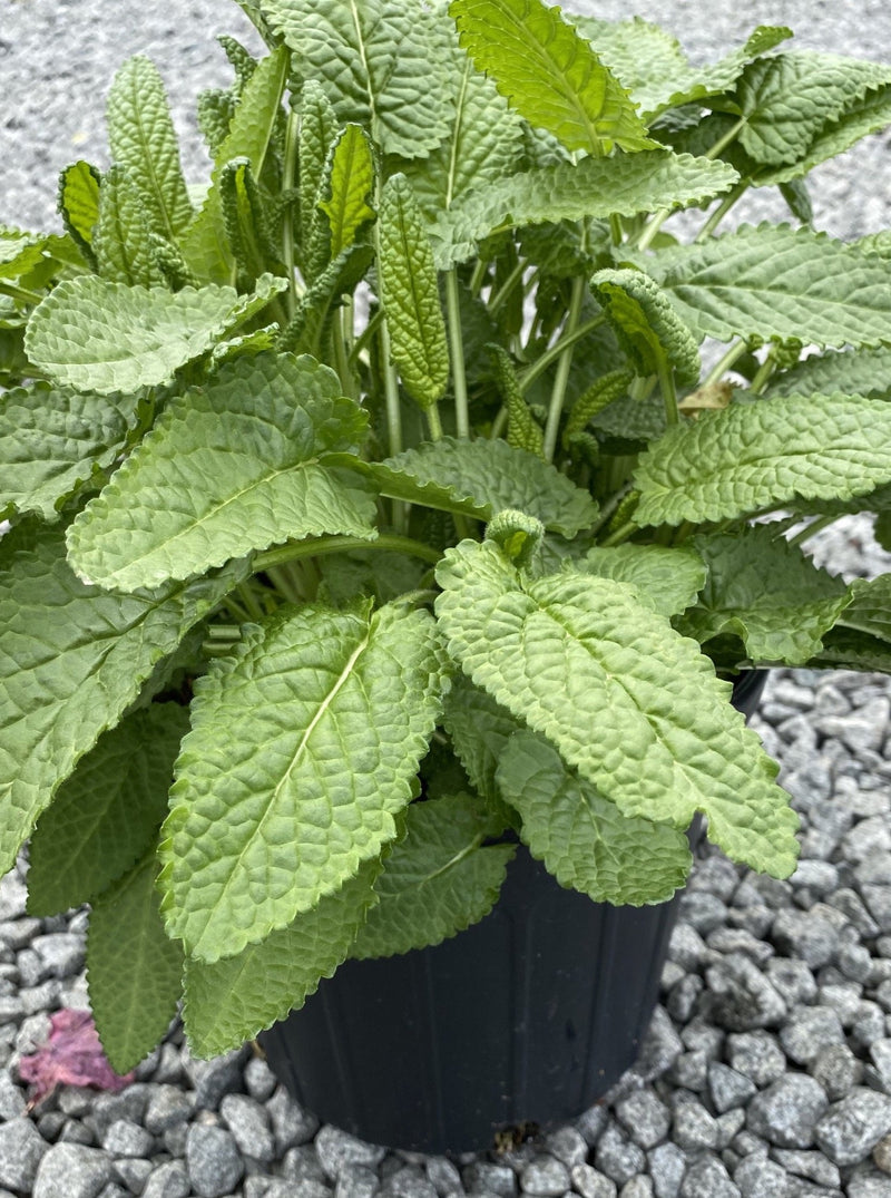 STACHYS, HUMMELO