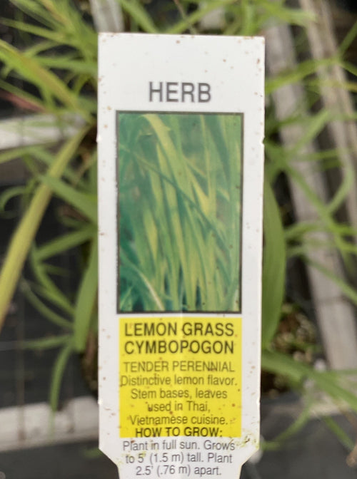LEMONGRASS (CITRONELLA GRASS)