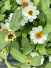 ZINNIA, PROFUSION WHITE