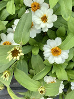 ZINNIA, PROFUSION WHITE