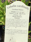 LOBELIA (CARDINAL FLOWER)