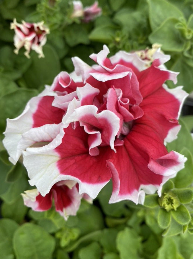 PETUNIA, PIROUETTE RED