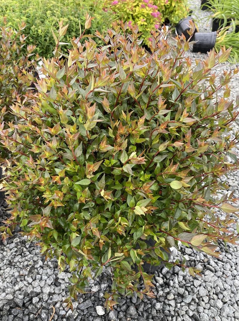 ABELIA, LITTLE RICHARD