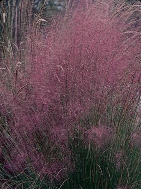 MUHLENBERGIA CAPILLARIS (PINK MUHLYGRASS)