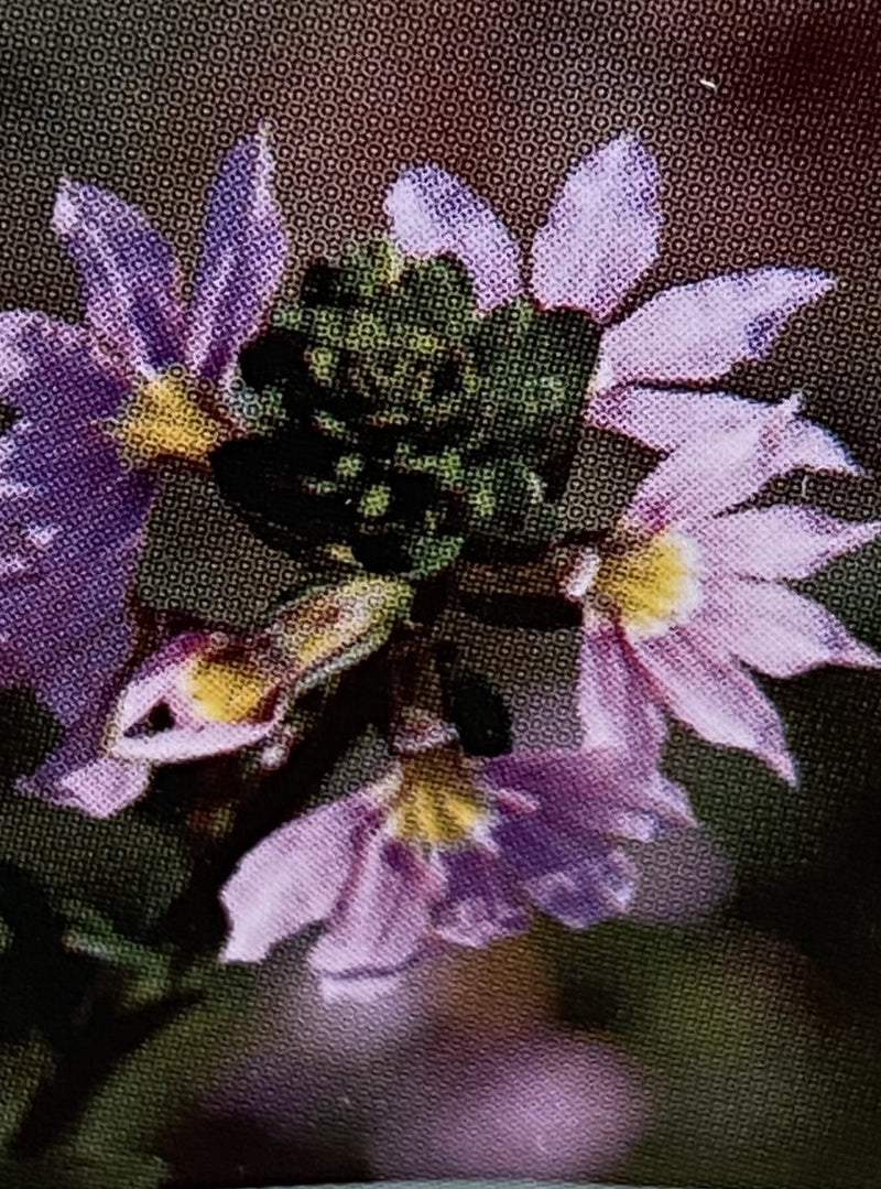 SCAEVOLA, FAIRY PINK