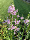 PHYSOSTEGIA, PINK MANNERS (OBEDIENT PLANT)