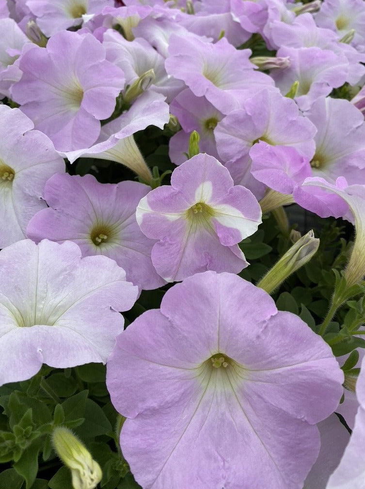 PETUNIA, WAVE MISTY LILAC