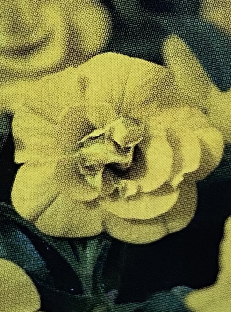 CALIBRACHOA, MF NEO DOUBLE DEEP YELLOW