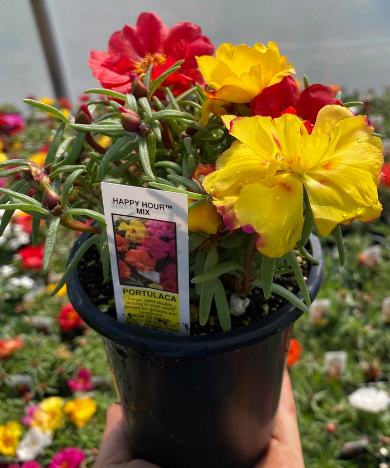 PORTULACA, HAPPY HOUR MIX