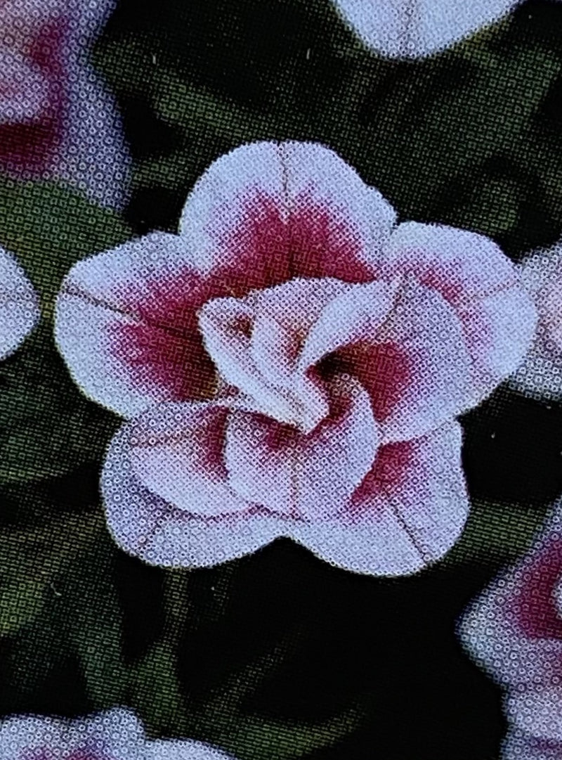 CALIBRACHOA, MF UNO DOUBLE PINKTASTIC
