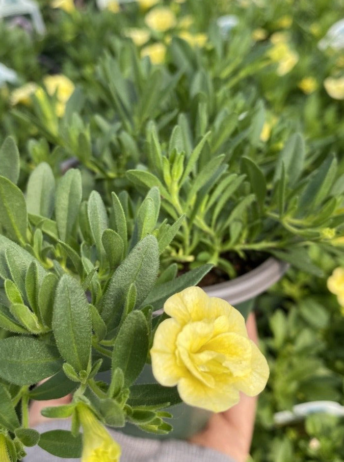 CALIBRACHOA, MF NEO DOUBLE LEMON