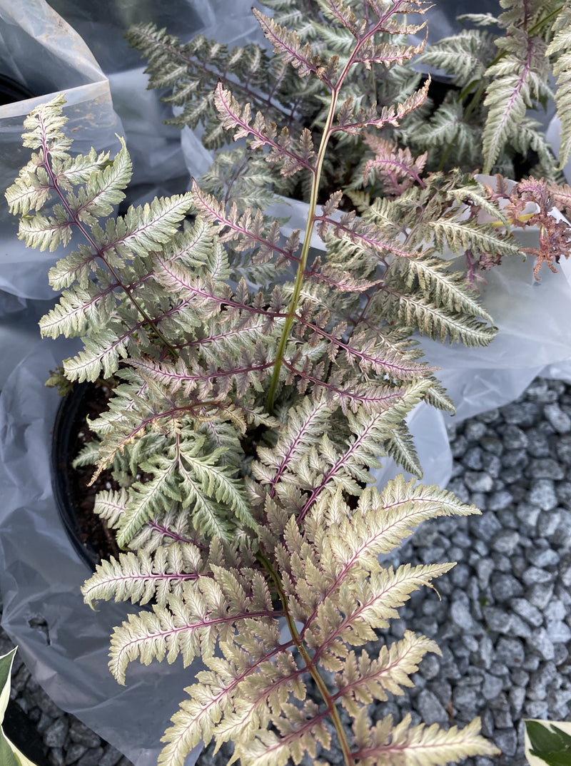 ATHYRIUM, PICTUM (JAPANESE PAINTED FERN)
