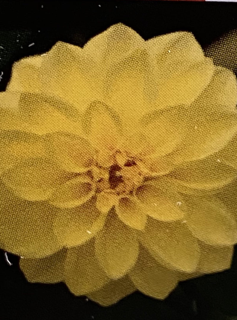 DAHLIA, DALAYA YELLOW