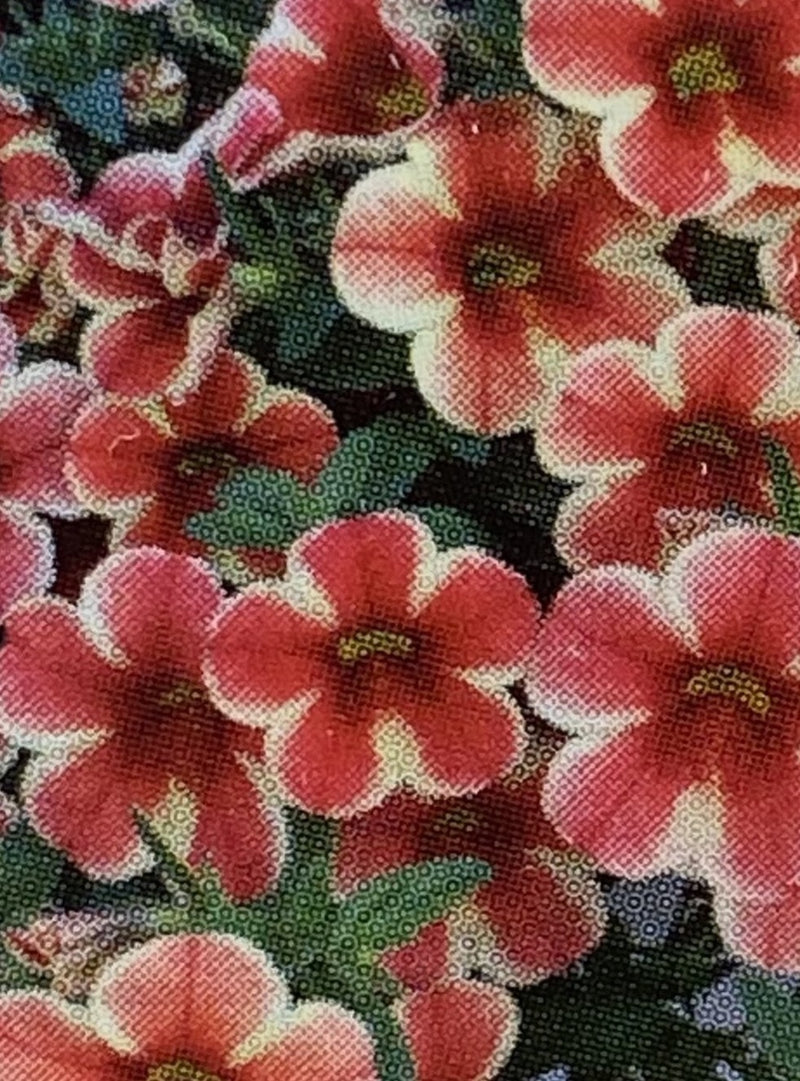 CALIBRACHOA, ALOHA VOLCANO SUNSET