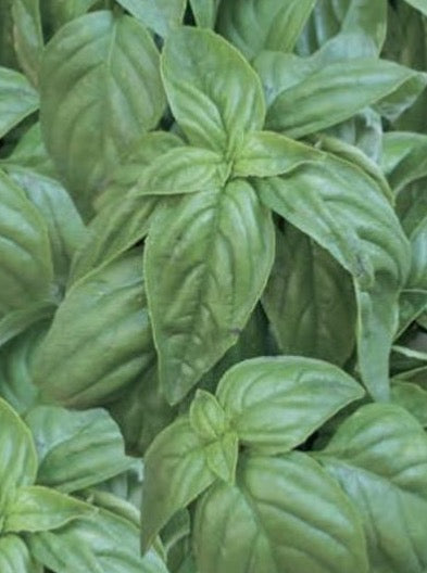 BASIL, GENOVESE