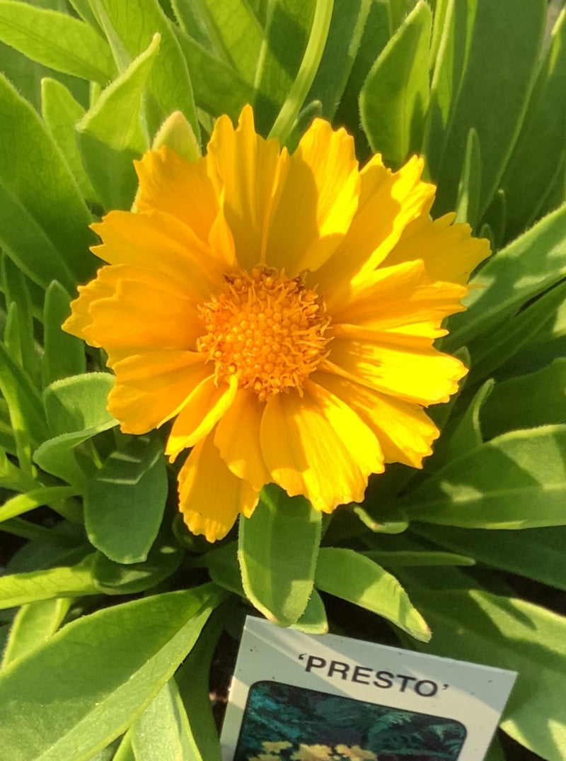 COREOPSIS, PRESTO (TICKSEED)
