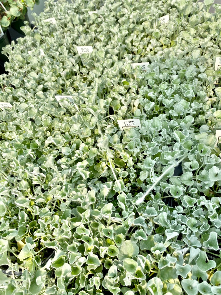 DICHONDRA, SILVER FALLS
